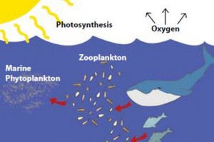 marine-phytoplankton