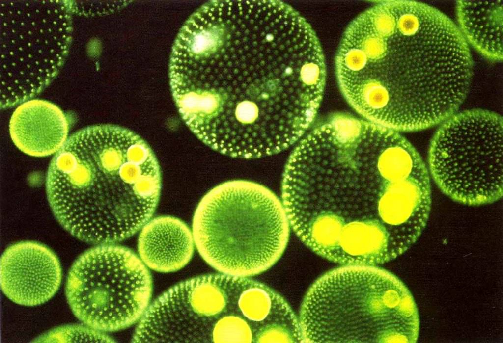 Marine Phytoplankton Powerful Healing Properties  Marine Phytoplankton